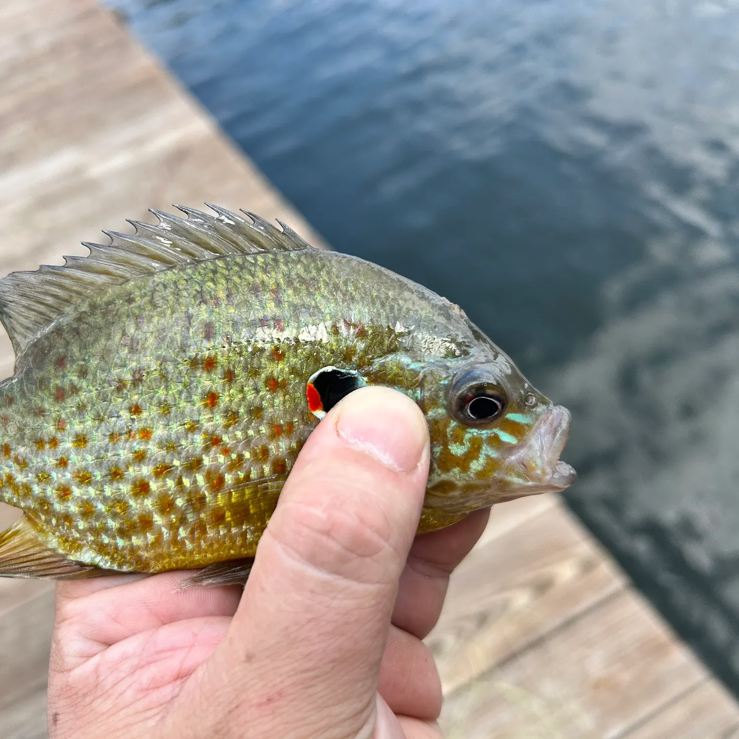 Pumpkinseed caught on Fishbrain