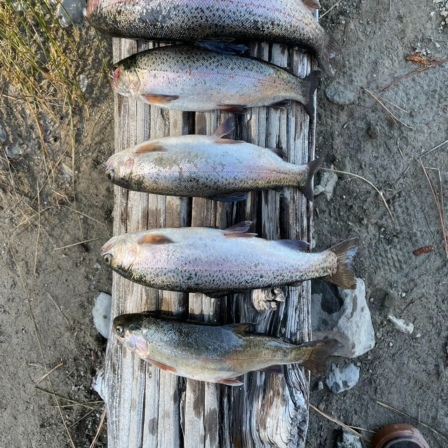 recently logged catches