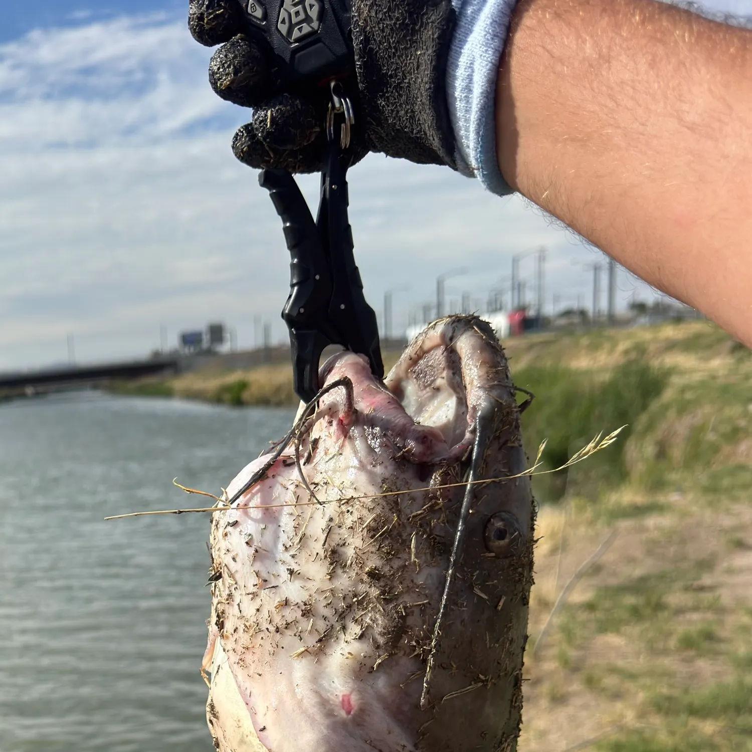 Channel catfish caught on Fishbrain