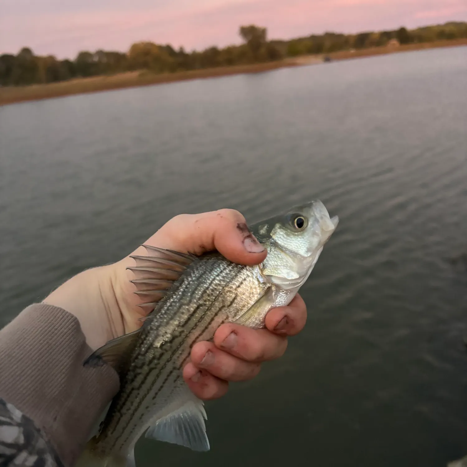 Wiper caught on Fishbrain