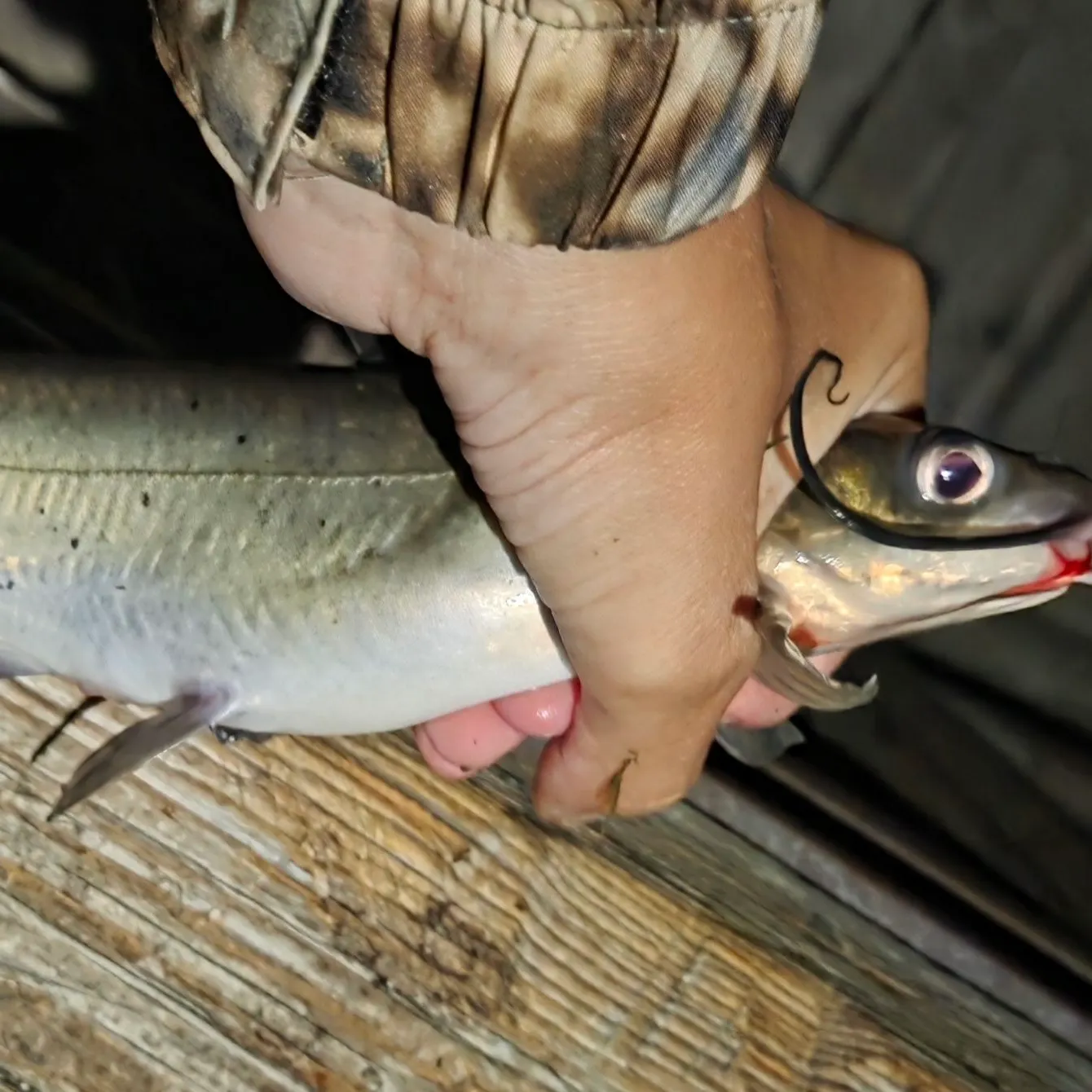 Channel catfish caught on Fishbrain