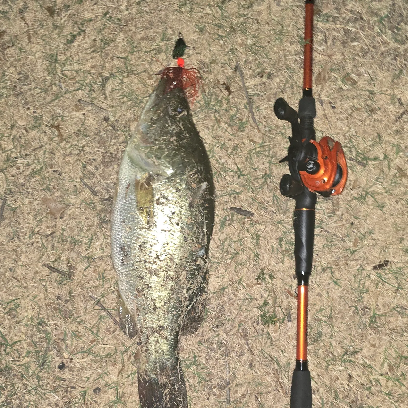 Largemouth bass caught on Fishbrain