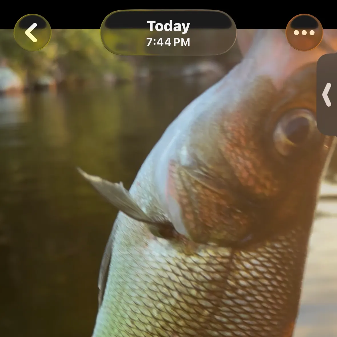 recently logged catches