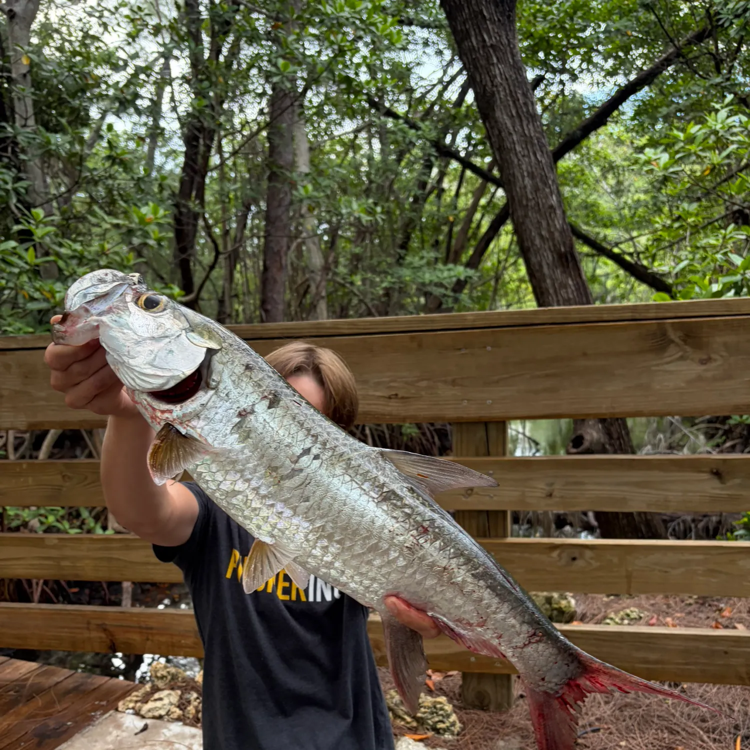 Tarpon caught on Fishbrain