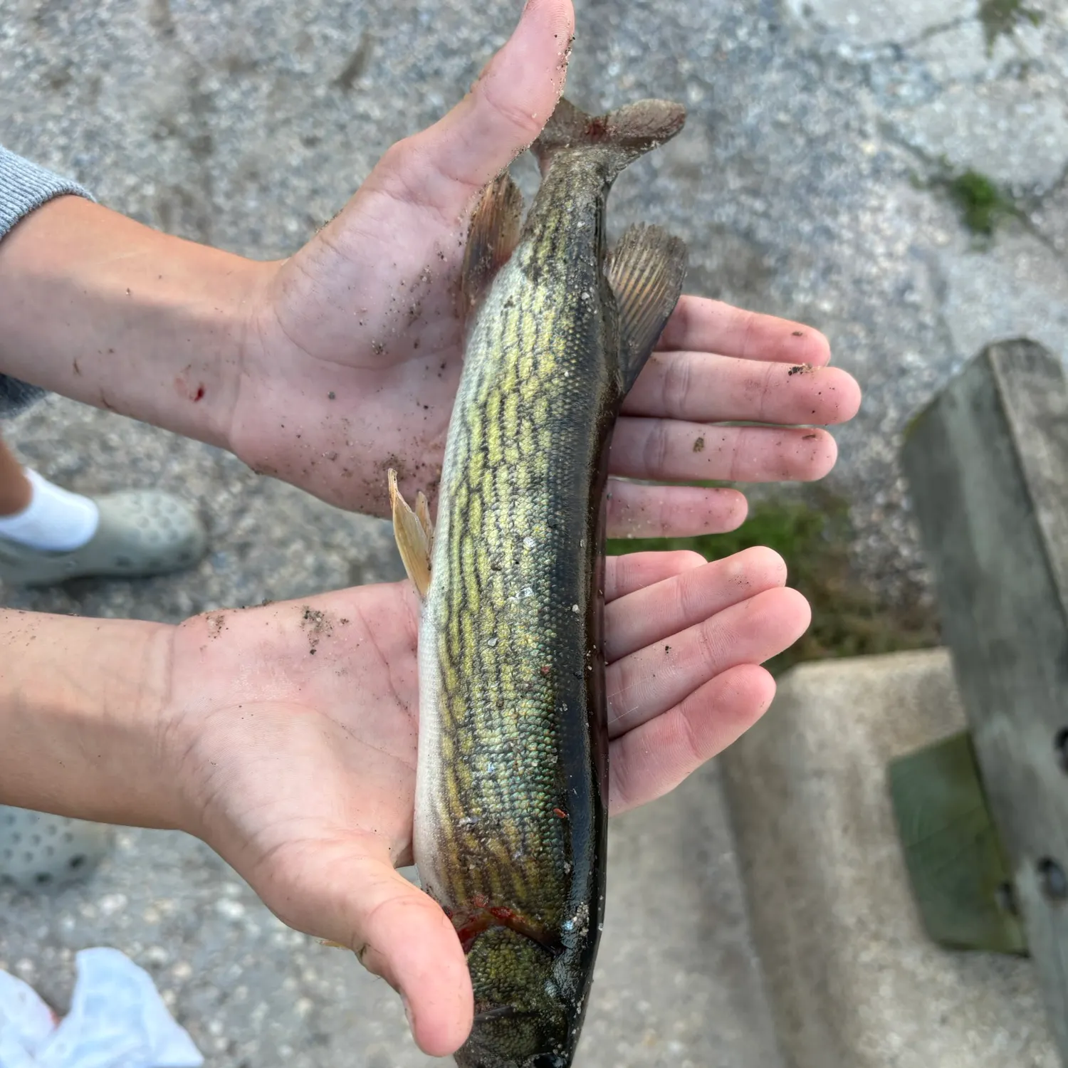 Chain pickerel caught on Fishbrain