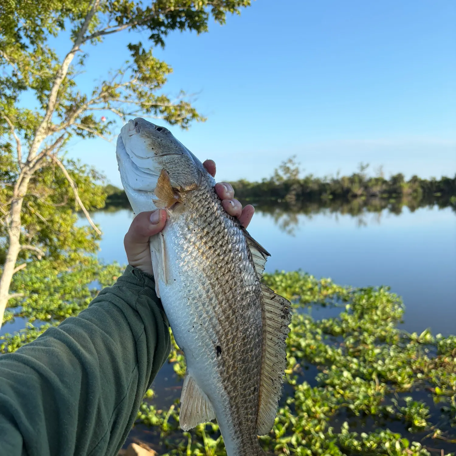 Red drum caught on Fishbrain