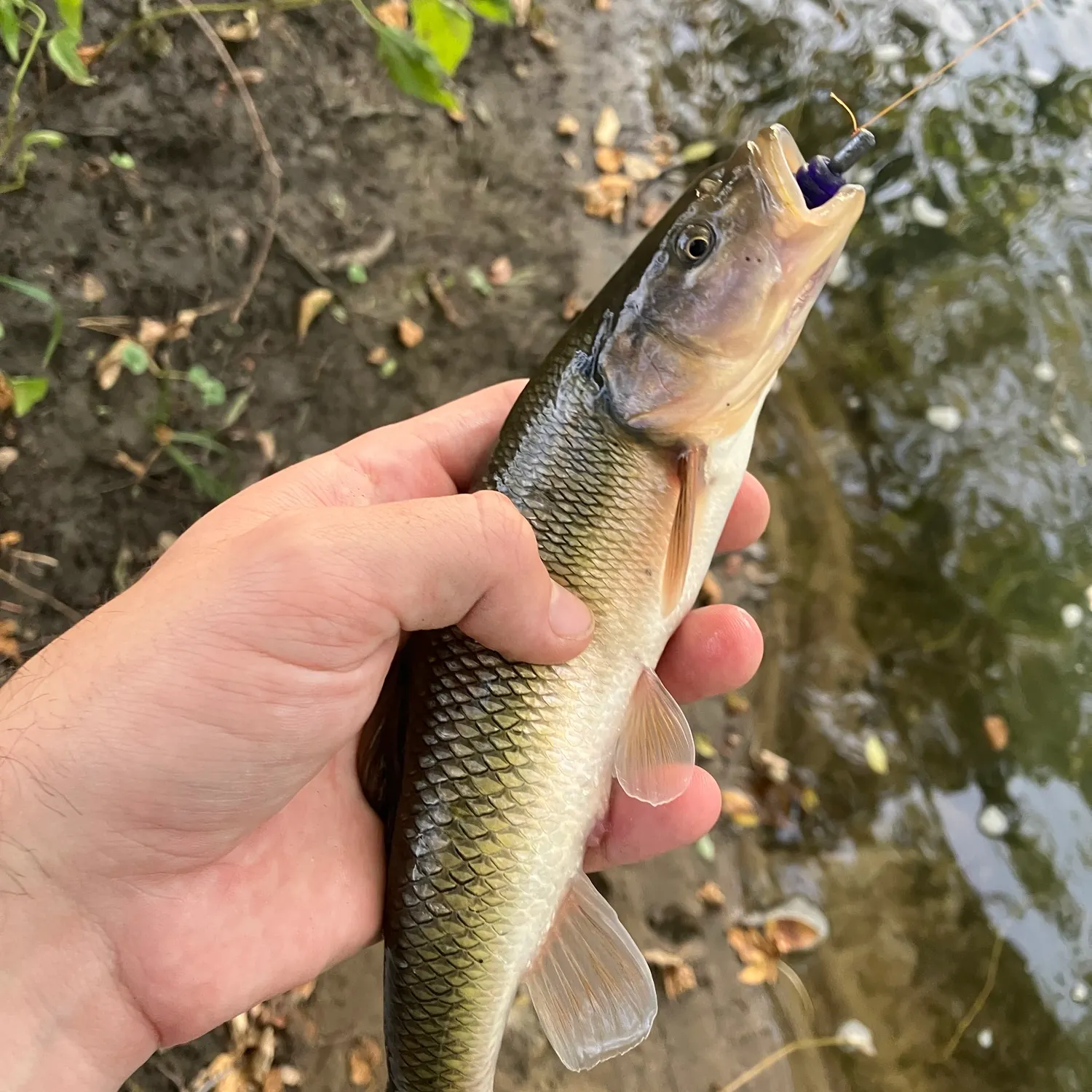 Creek chub caught on Fishbrain