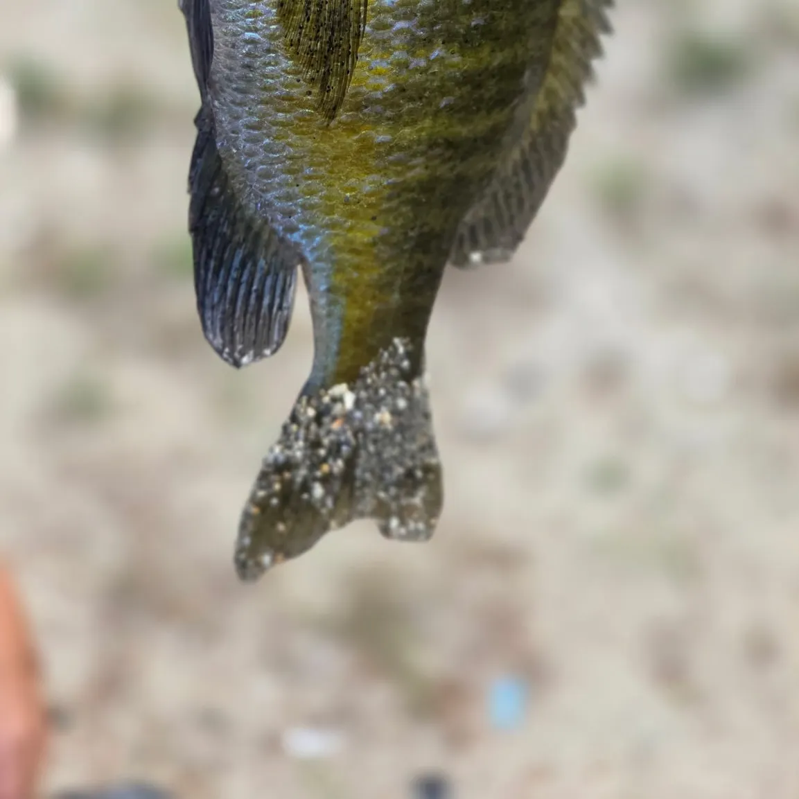 Bluegill caught on Fishbrain