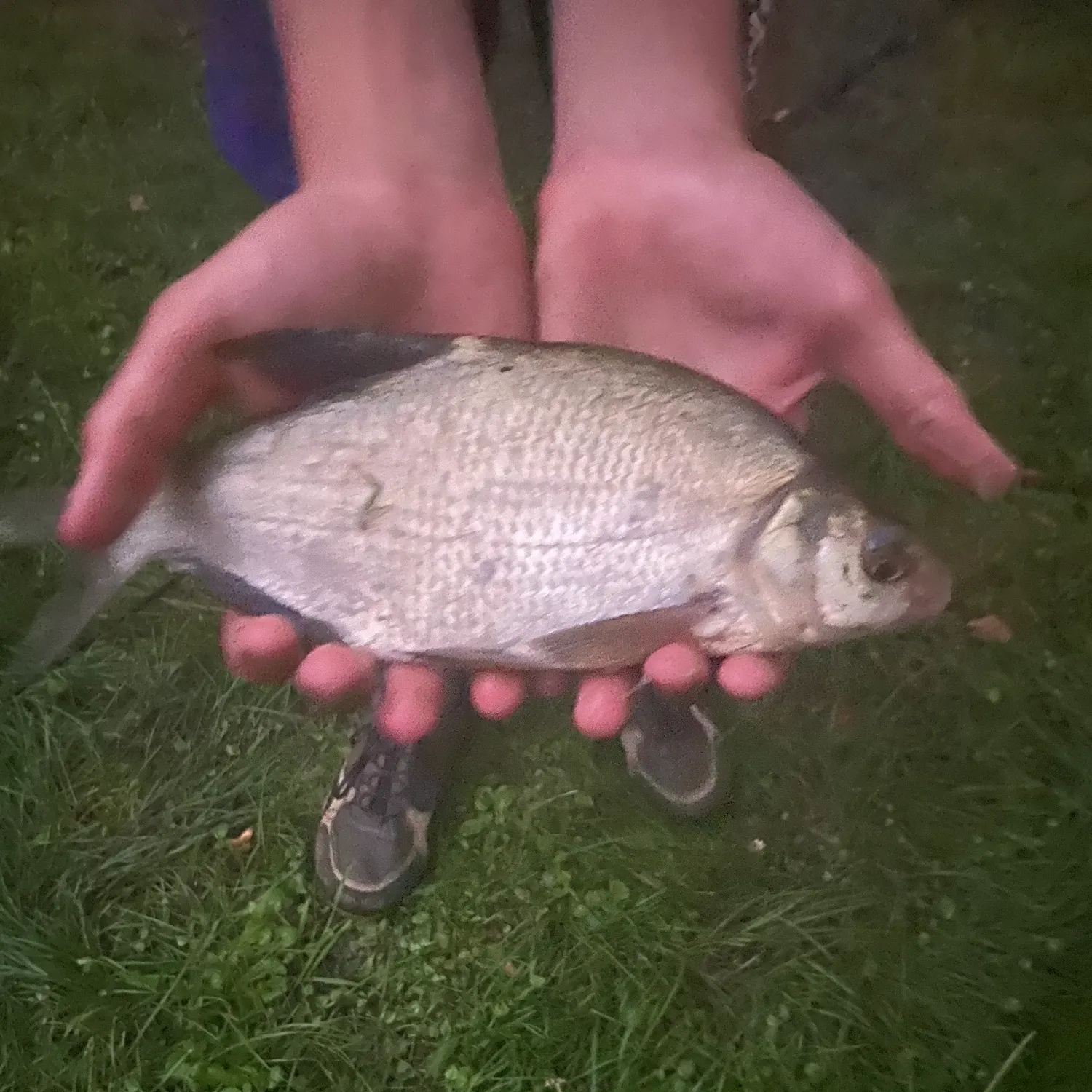 Crucian carp caught on Fishbrain