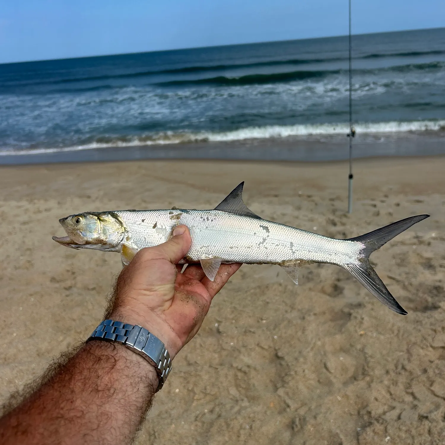 Ladyfish caught on Fishbrain