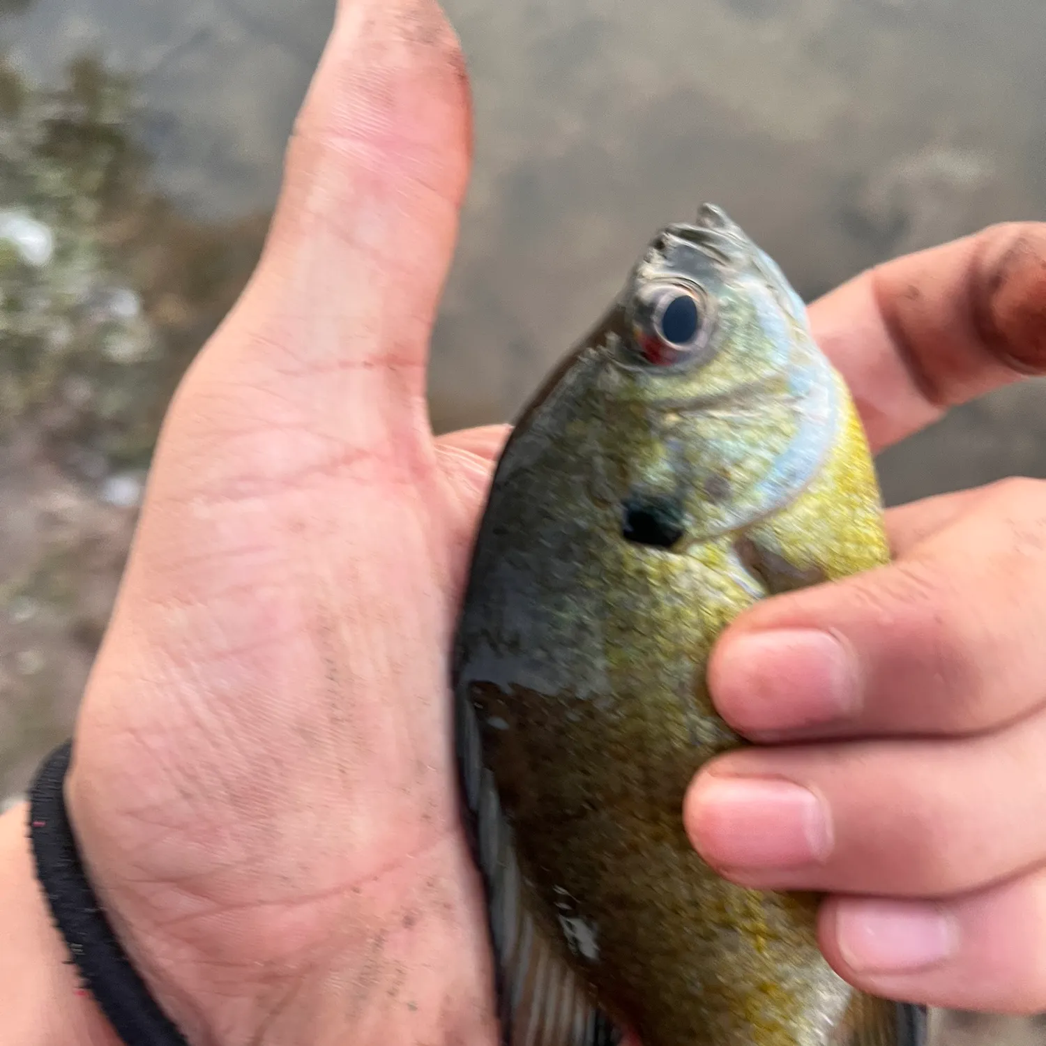 Bluegill caught on Fishbrain