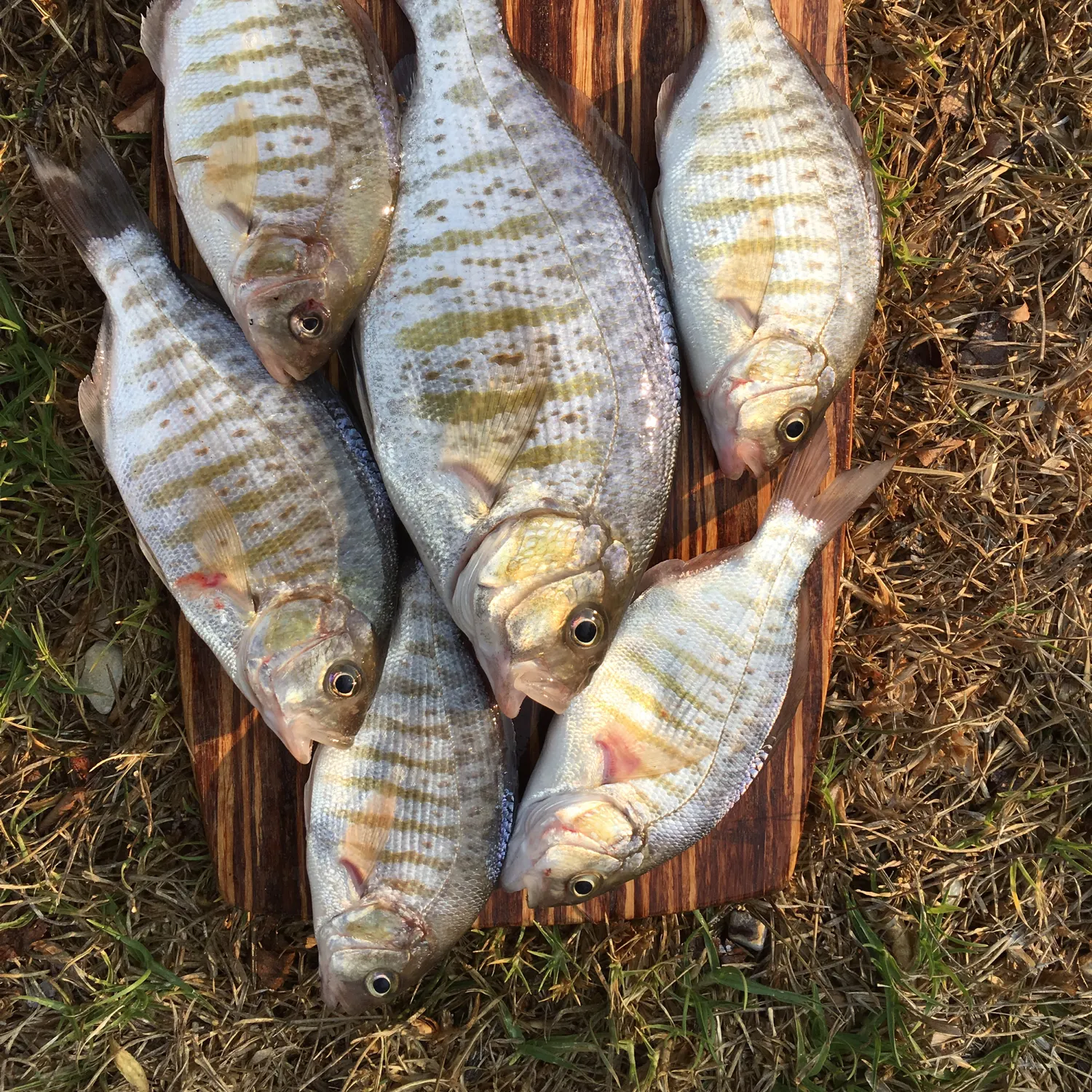 recently logged catches