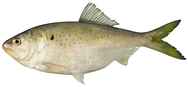 Atlantic menhaden