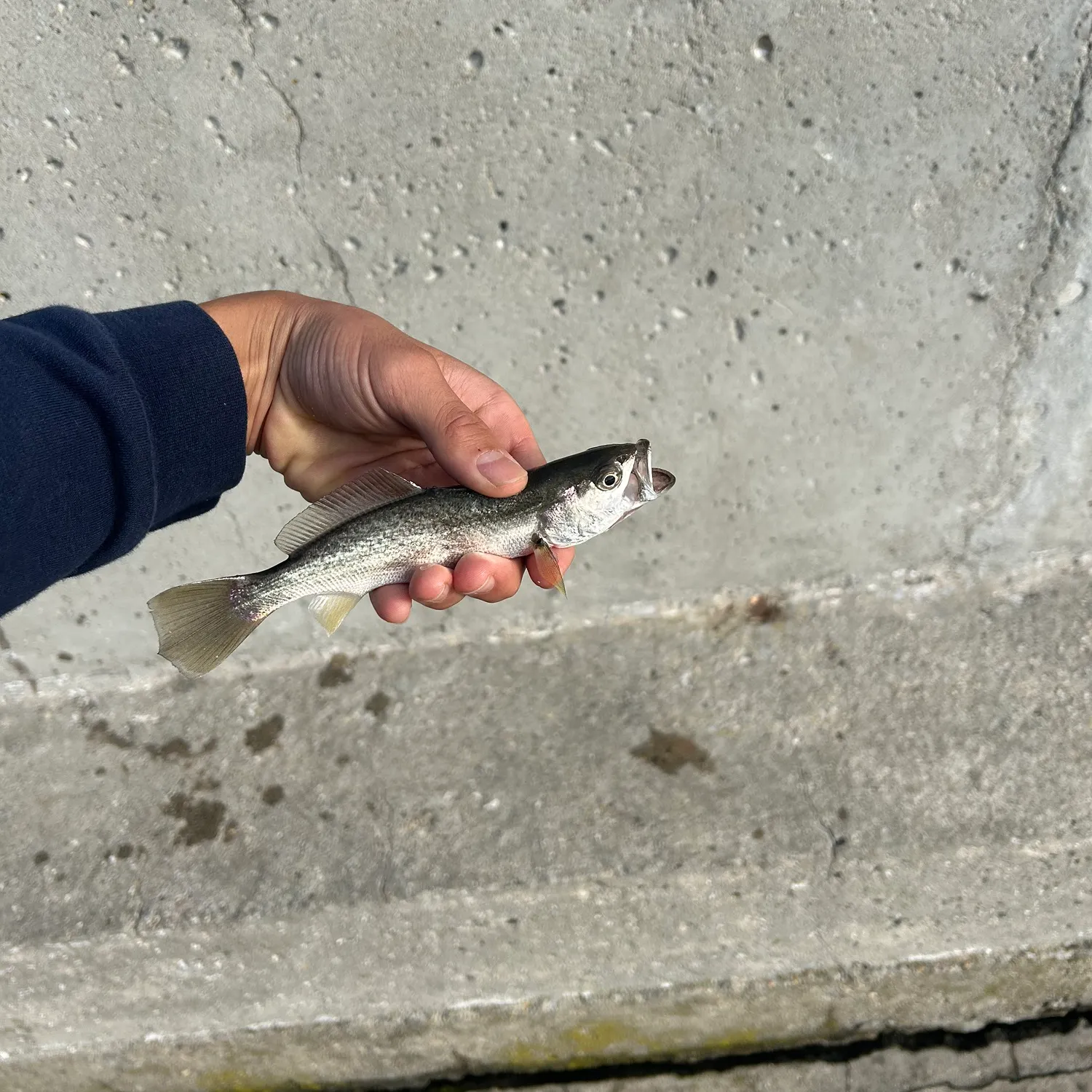 Gray weakfish caught on Fishbrain