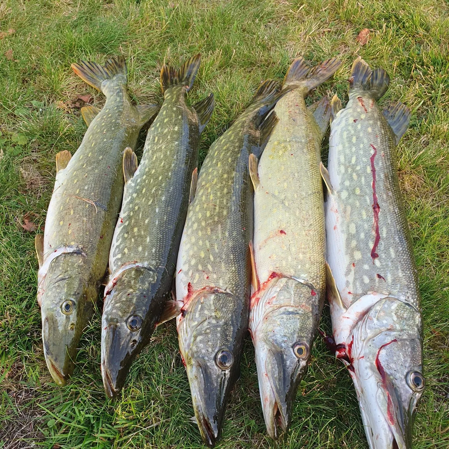 Northern pike caught on Fishbrain