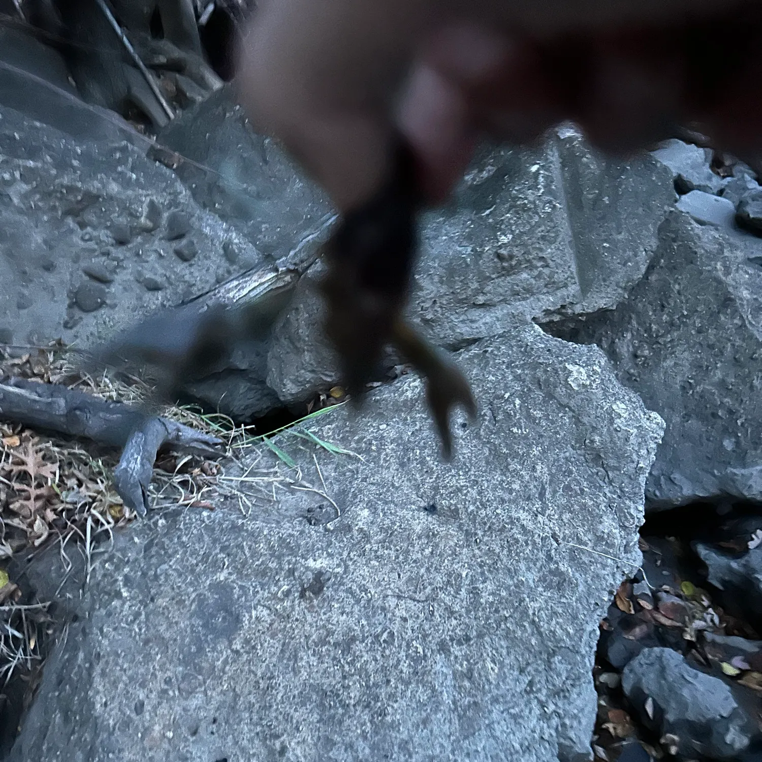 The most recent White River crayfish catches on Fishbrain