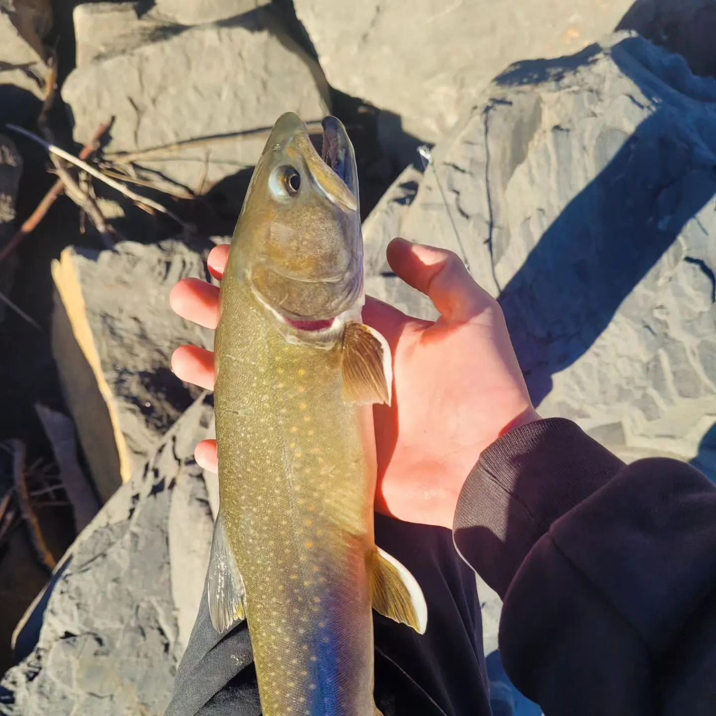 Bull trout caught on Fishbrain