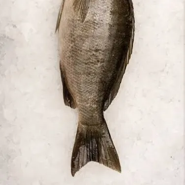 The most recent Luderick catches on Fishbrain