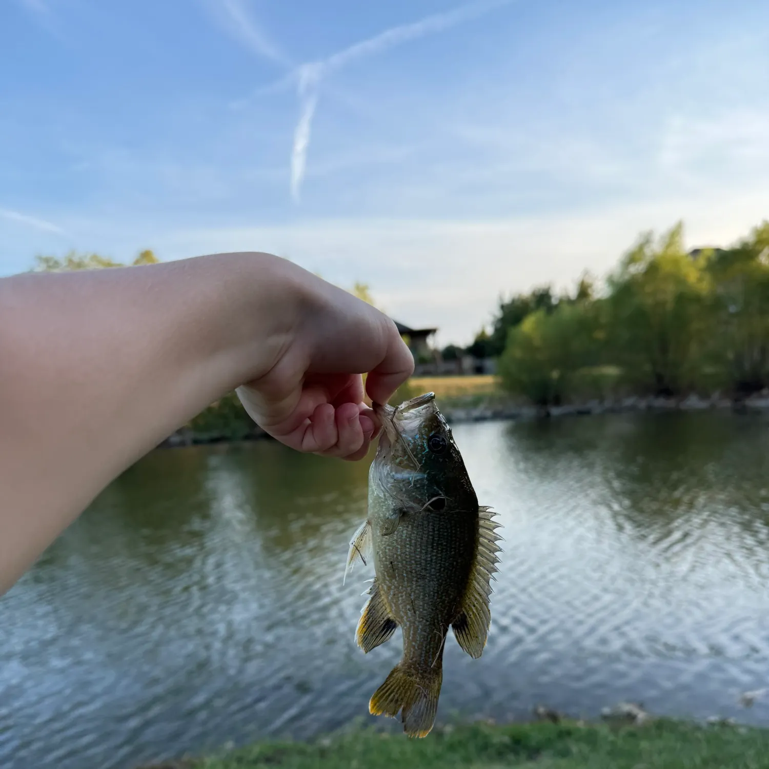 Green sunfish caught on Fishbrain