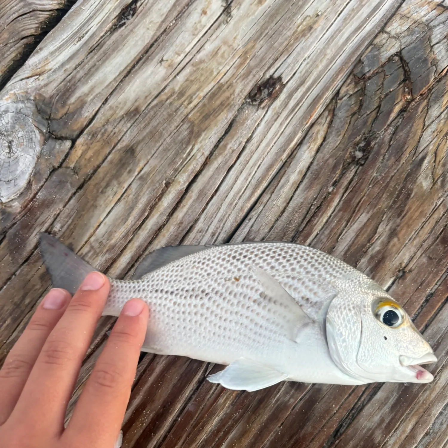 Sailor's choice grunt caught on Fishbrain