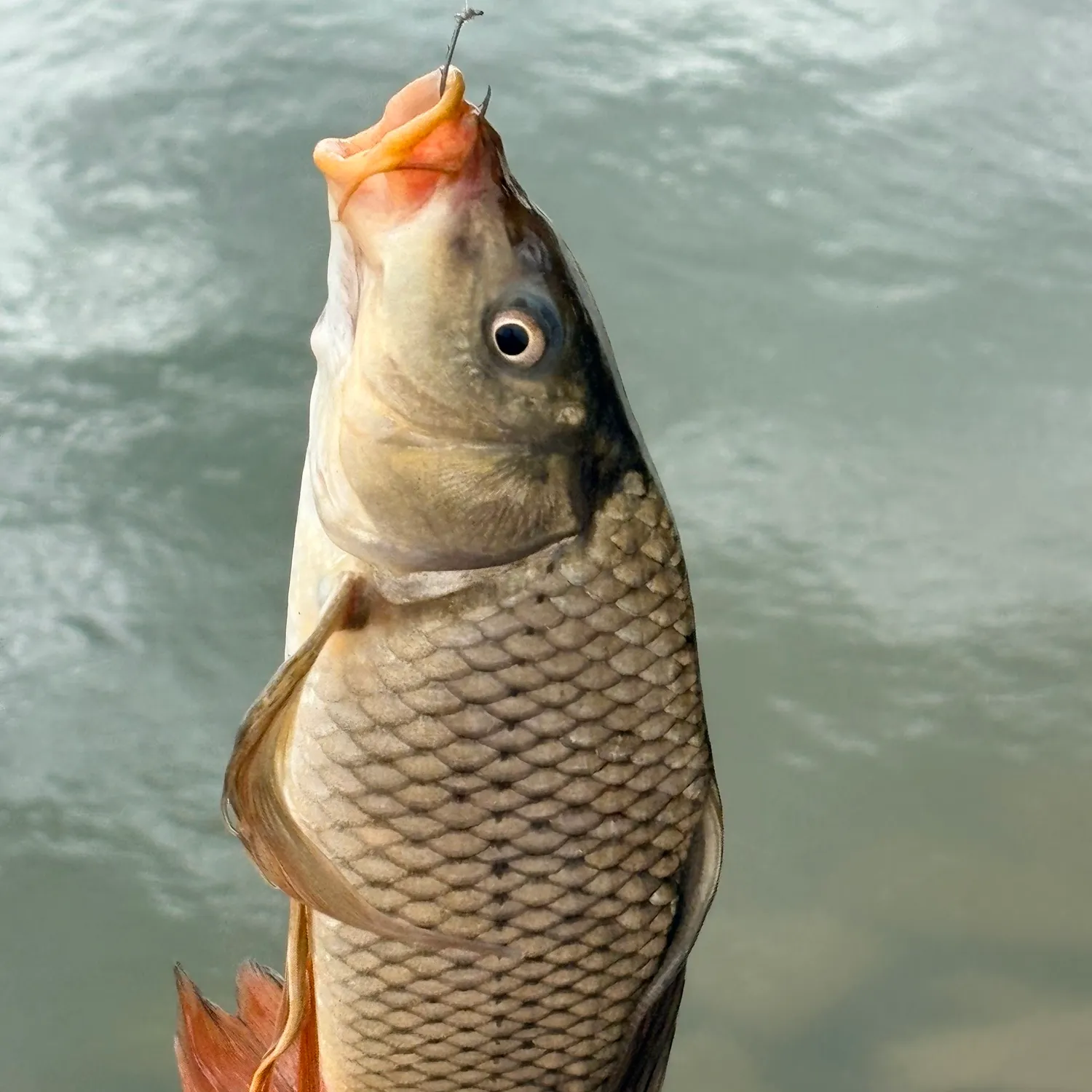 Fish caught on Fishbrain