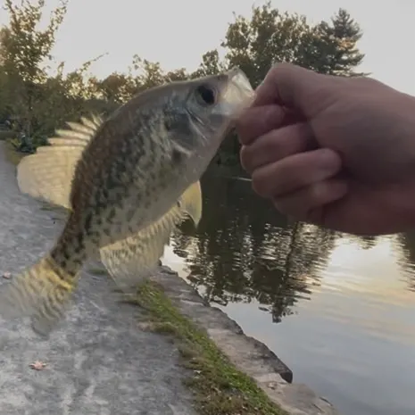 Black crappie caught on Fishbrain