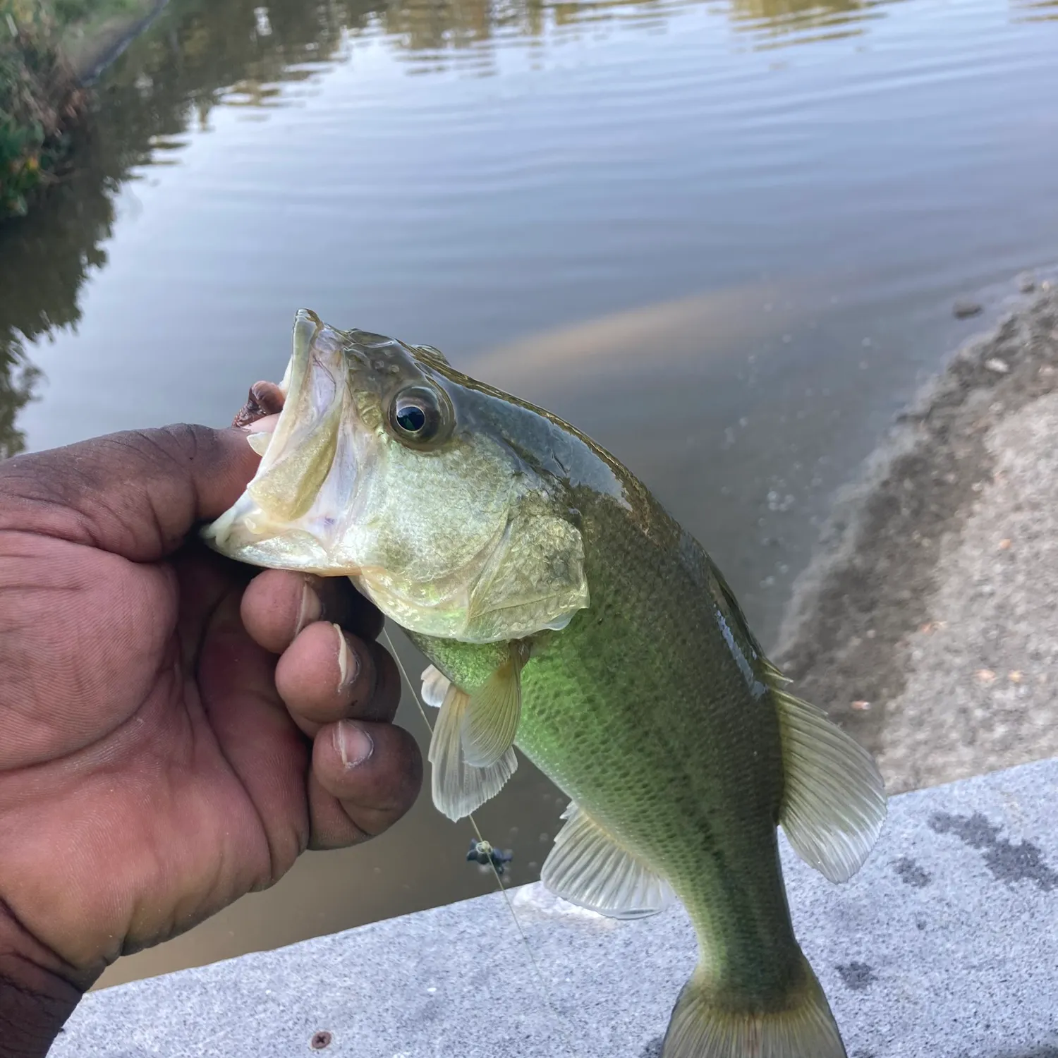 Largemouth bass caught on Fishbrain