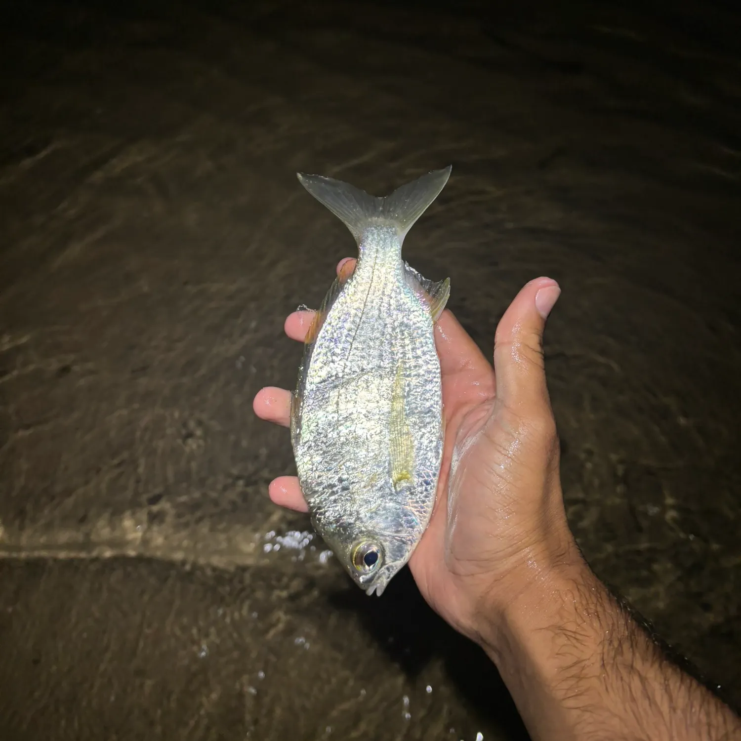 The most recent Common silver belly catches on Fishbrain
