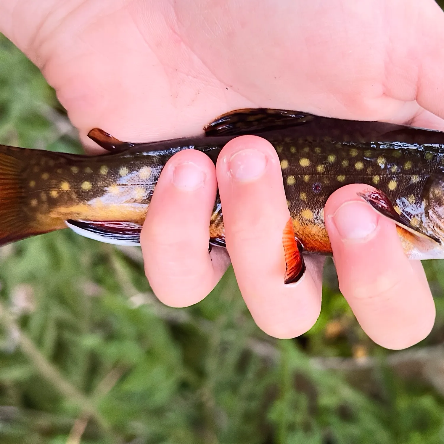 Brook trout caught on Fishbrain