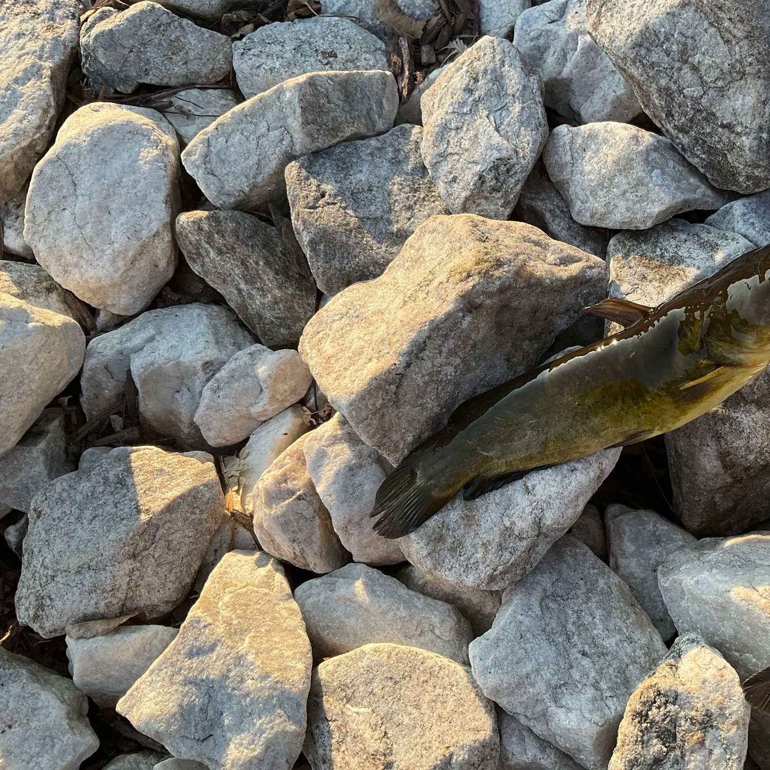 Yellow bullhead caught on Fishbrain