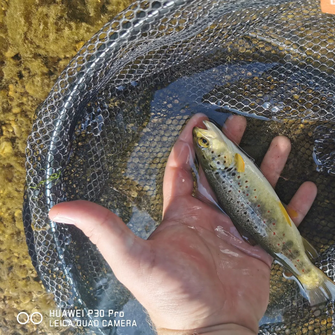 Brown trout caught on Fishbrain