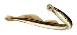 European brook lamprey