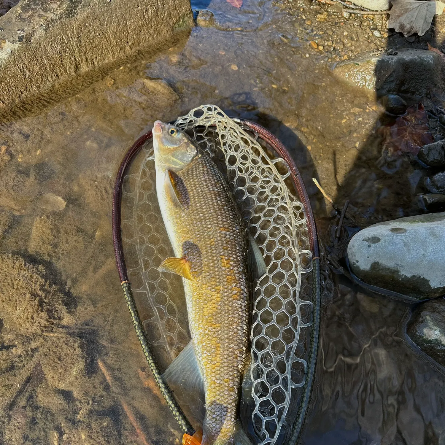 The most recent Mountain whitefish catches on Fishbrain
