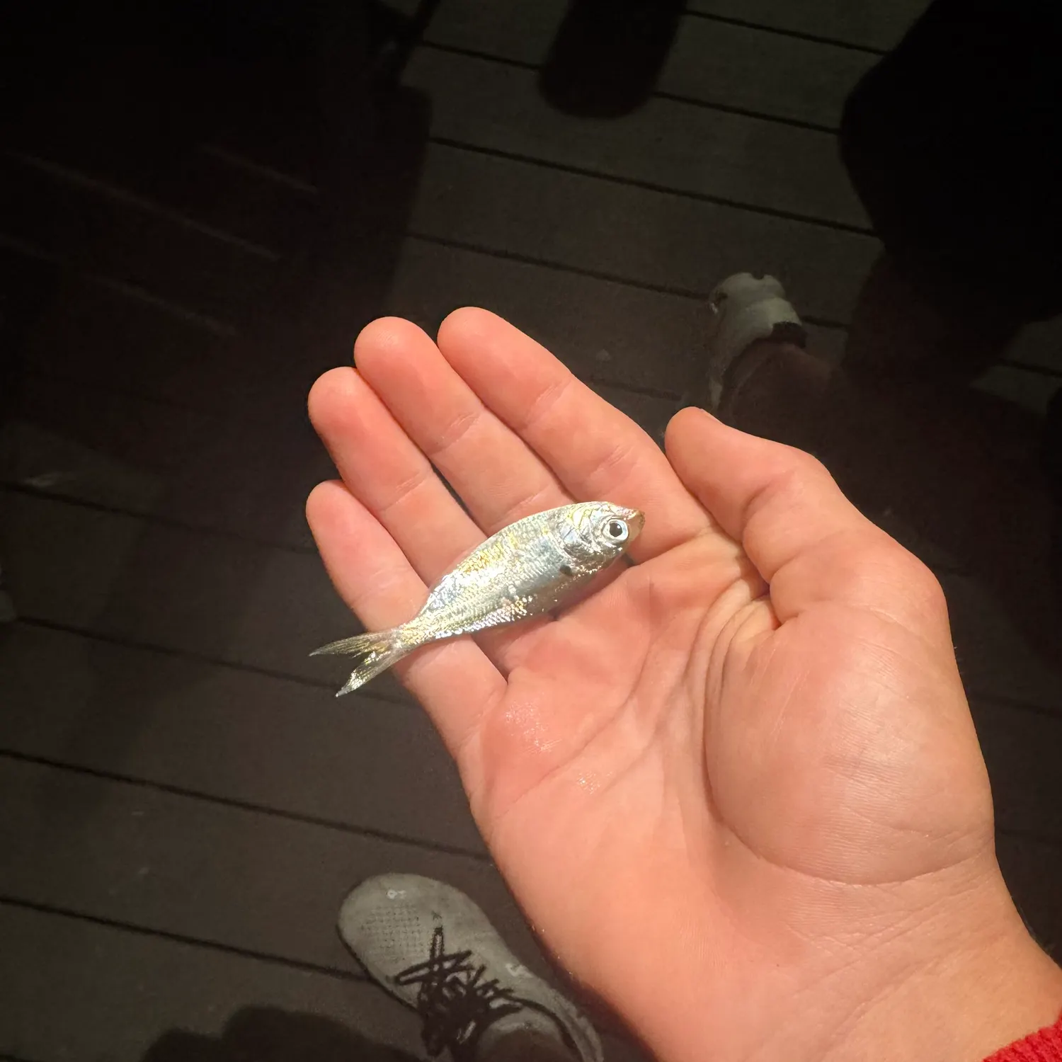 The most recent Blotched picarel catches on Fishbrain