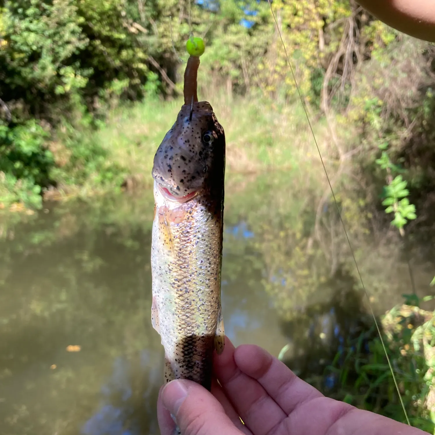 Creek chub caught on Fishbrain