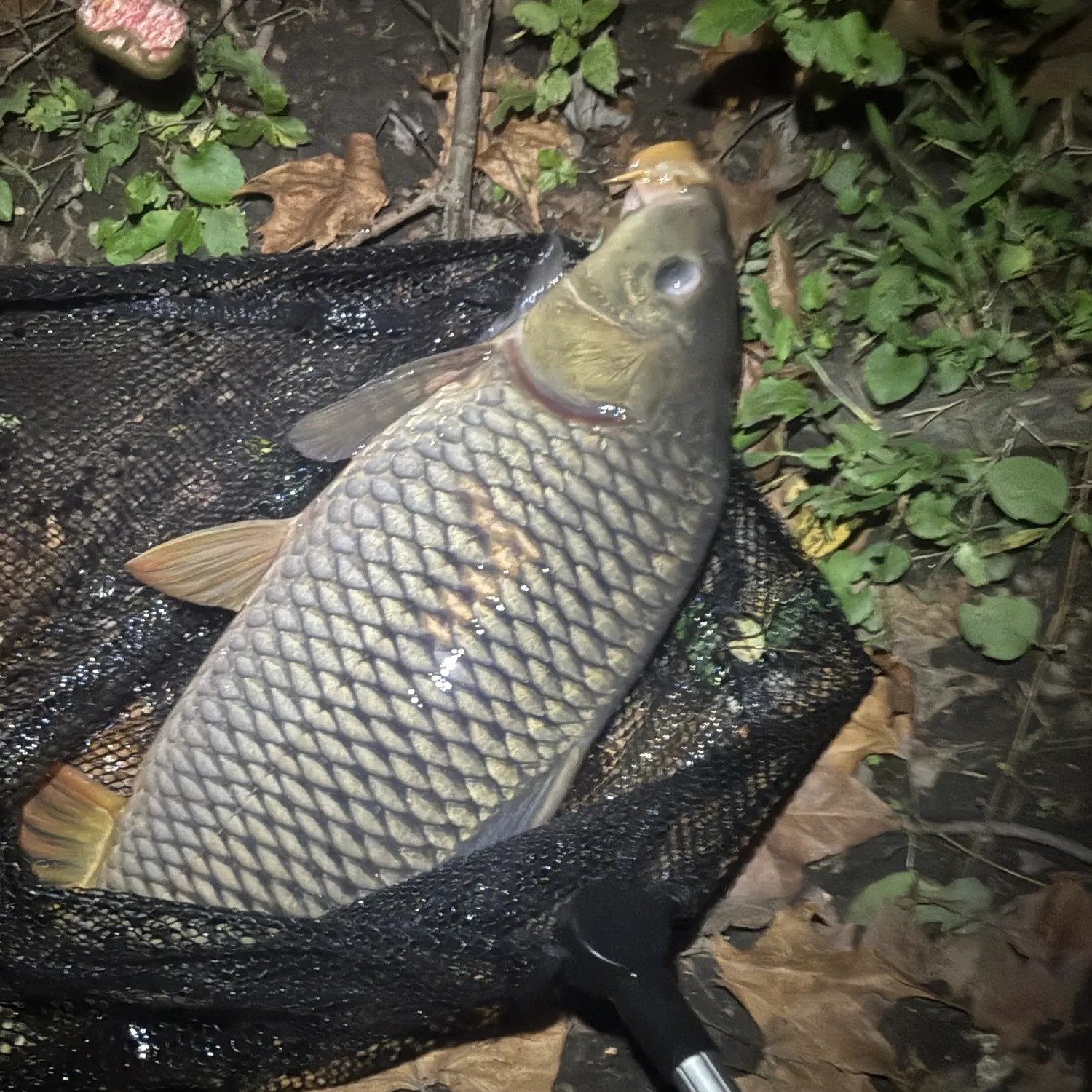 Common carp caught on Fishbrain
