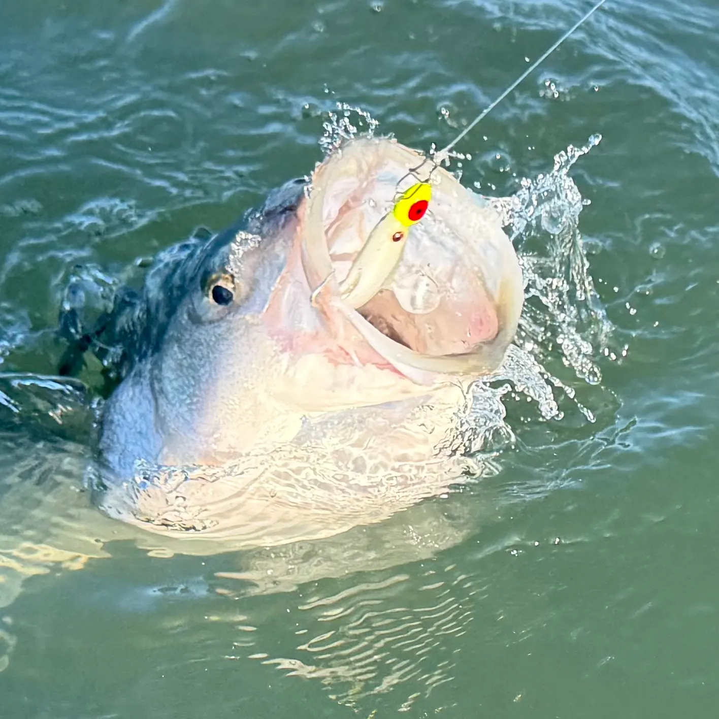 Striped bass caught on Fishbrain