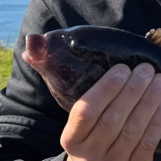 Tautog caught on Fishbrain