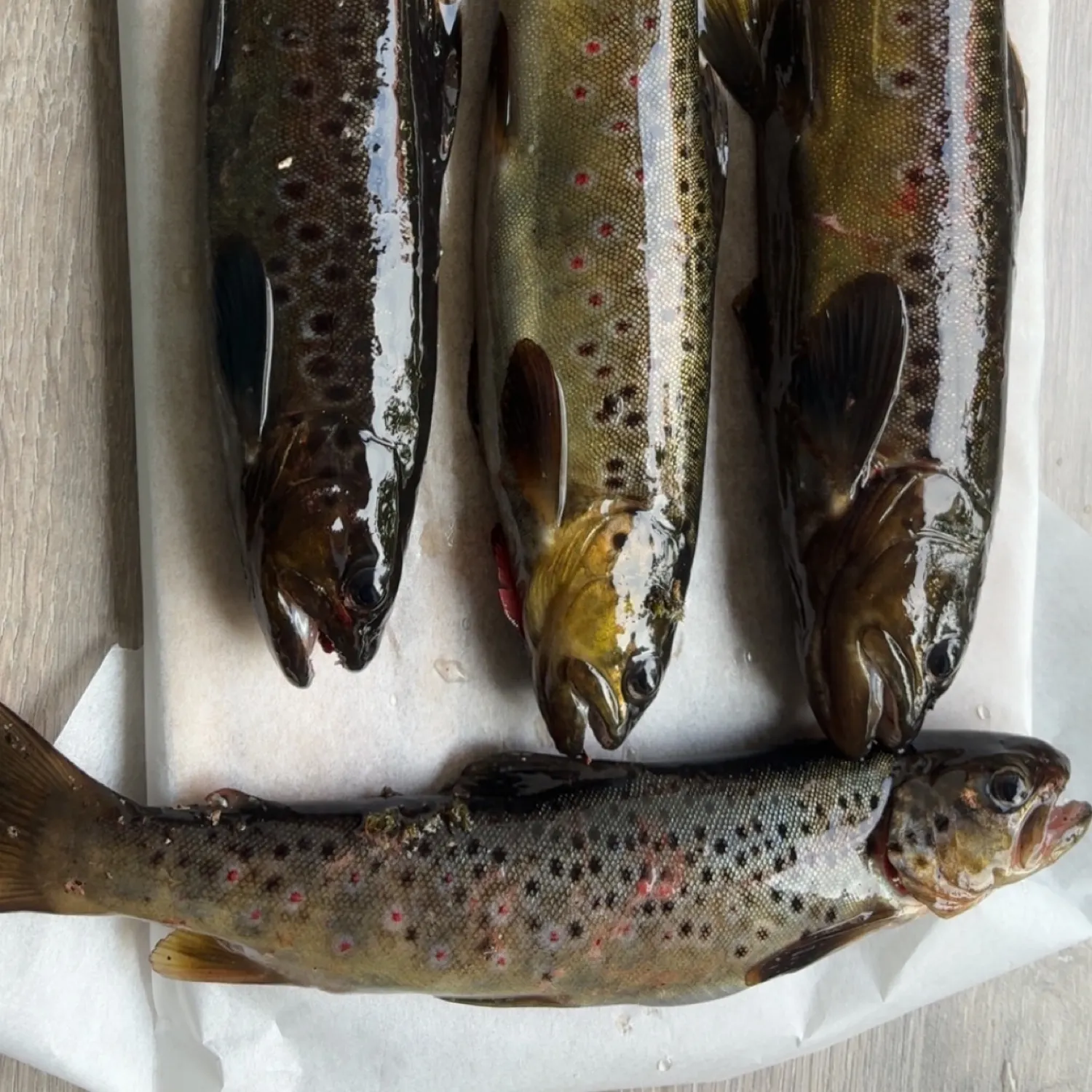 recently logged catches