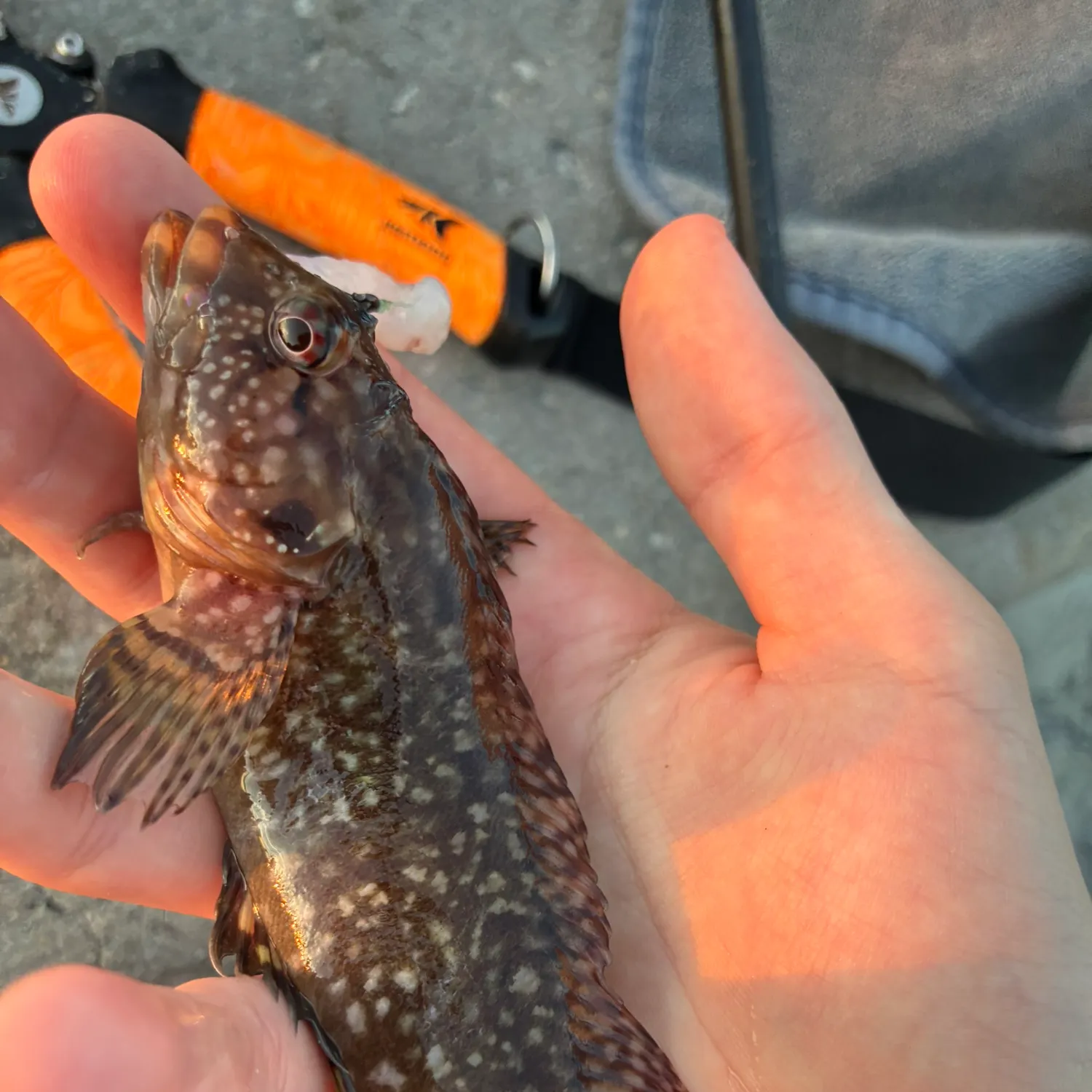 The most recent Masquerader hairy blenny catches on Fishbrain