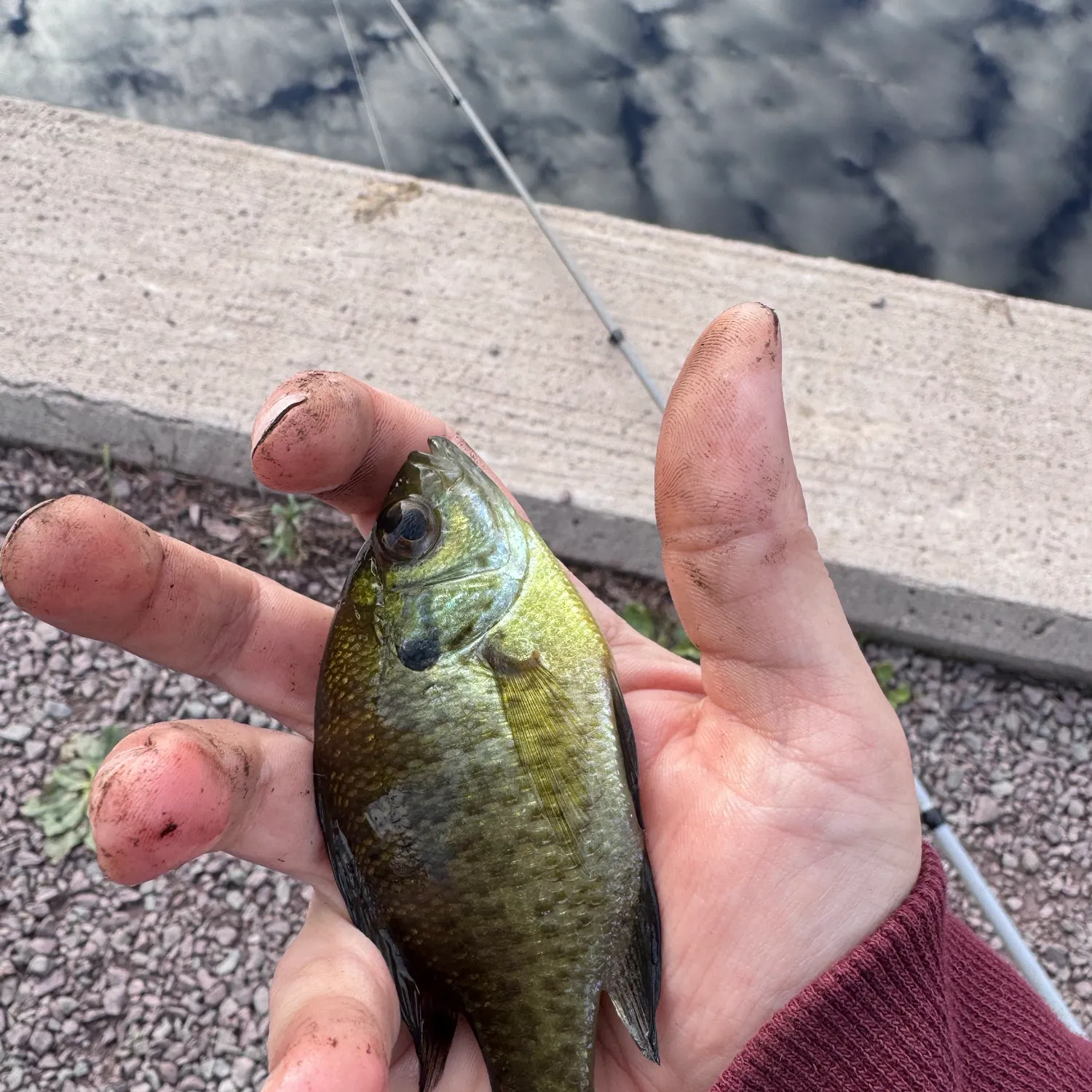 Bluegill caught on Fishbrain