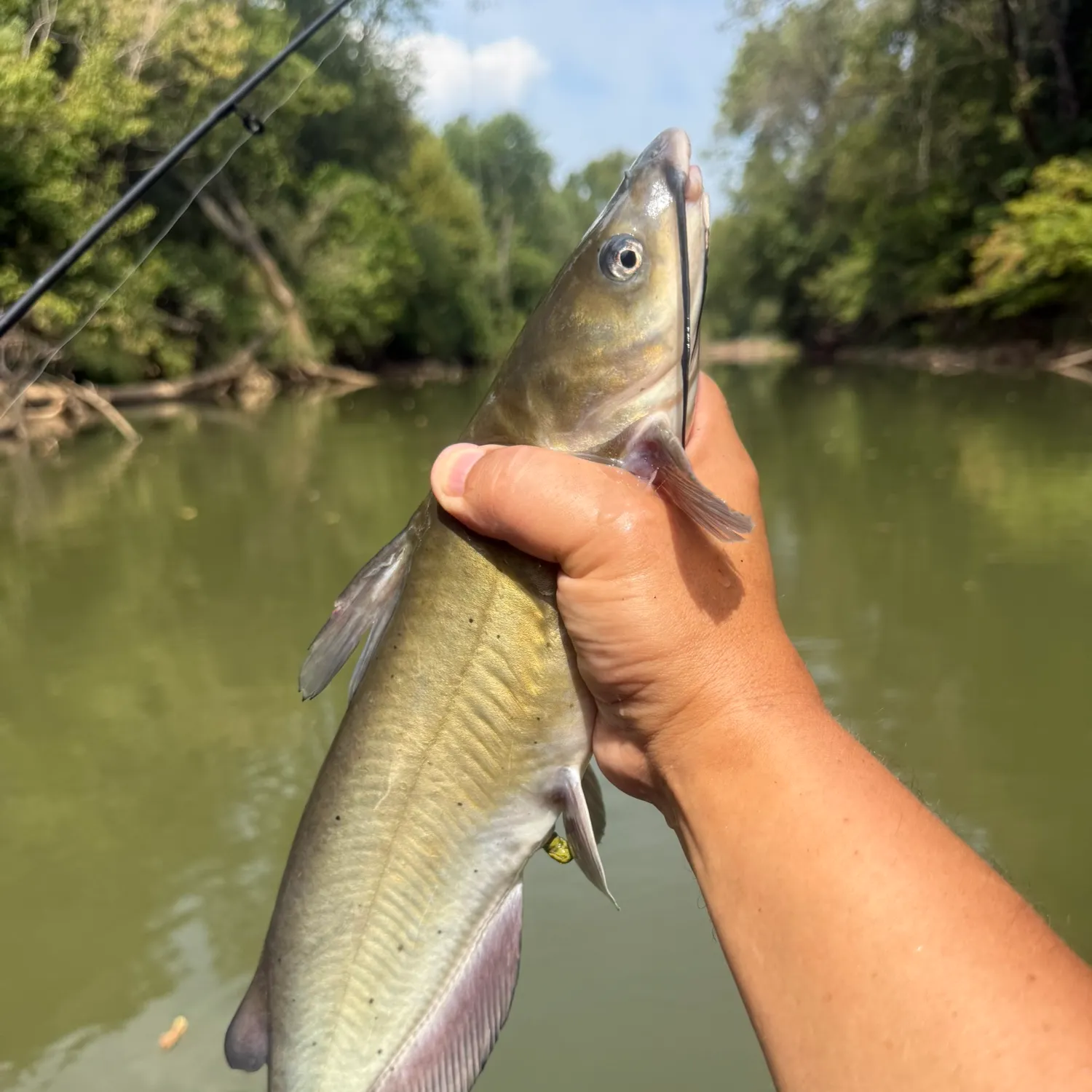 Channel catfish caught on Fishbrain