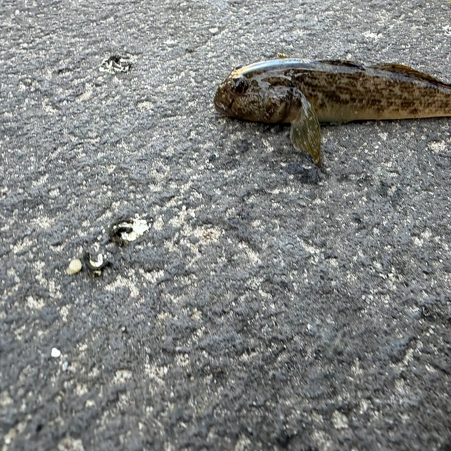 Round goby caught on Fishbrain