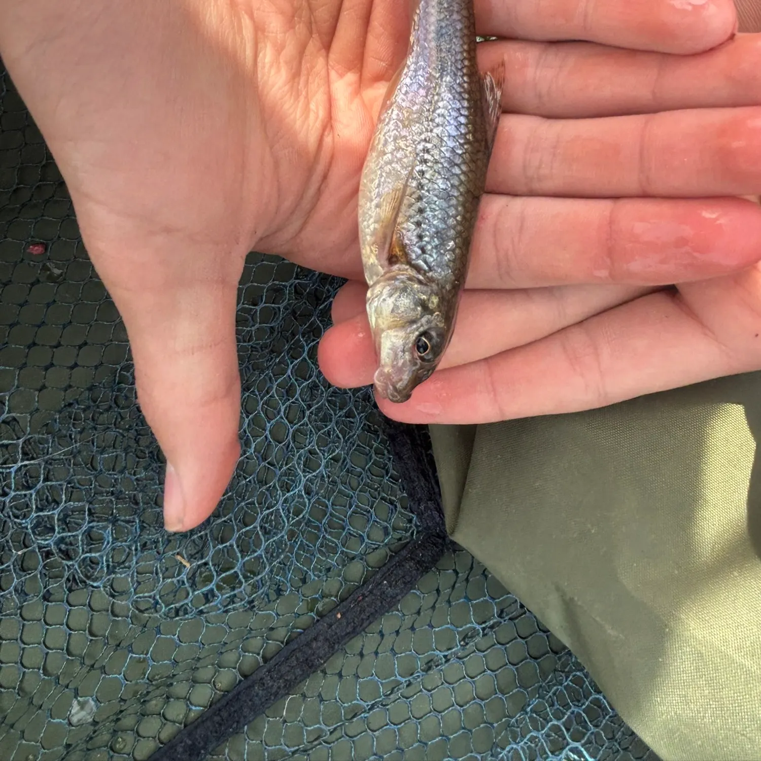 The most recent Gudgeon catches on Fishbrain
