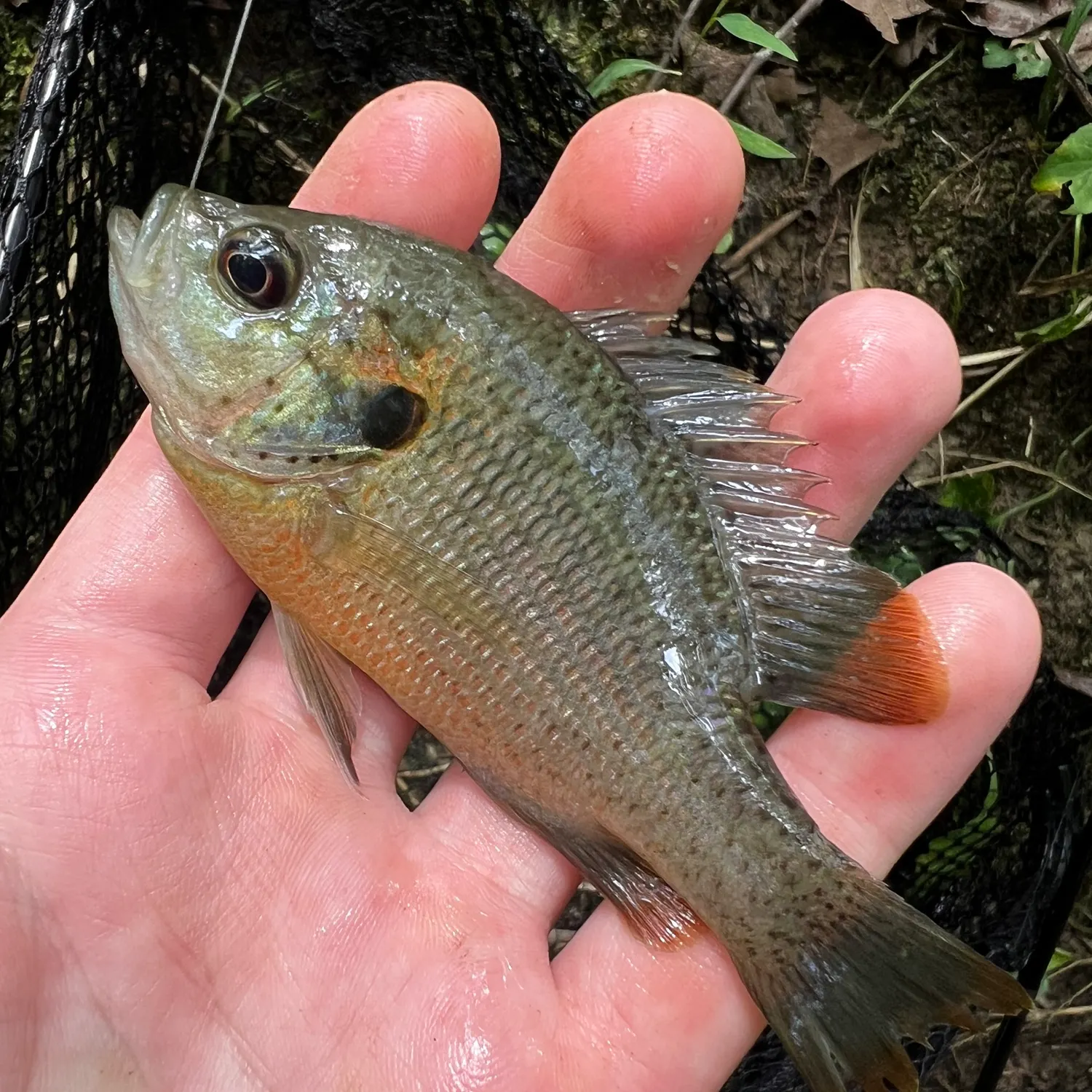 Redspotted sunfish caught on Fishbrain