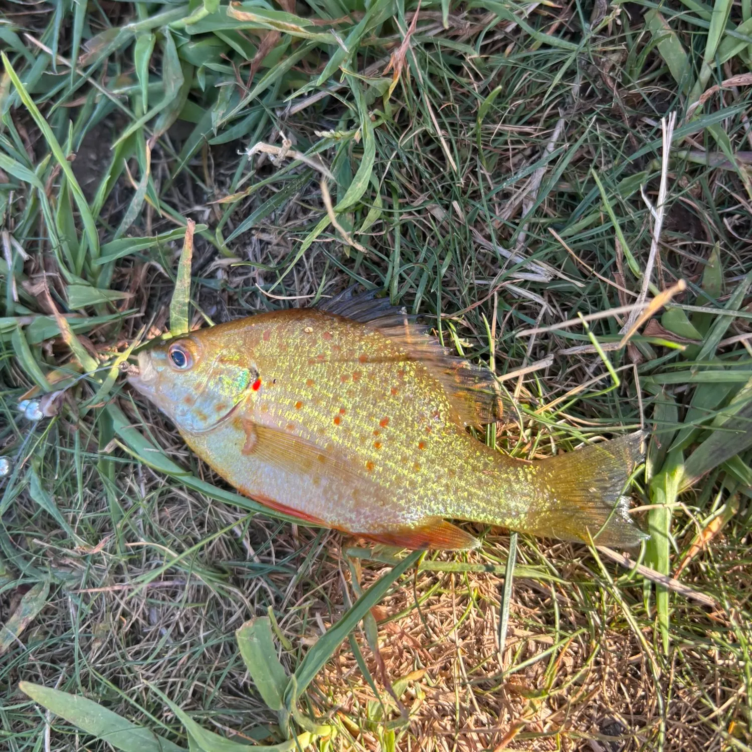 Redear sunfish caught on Fishbrain
