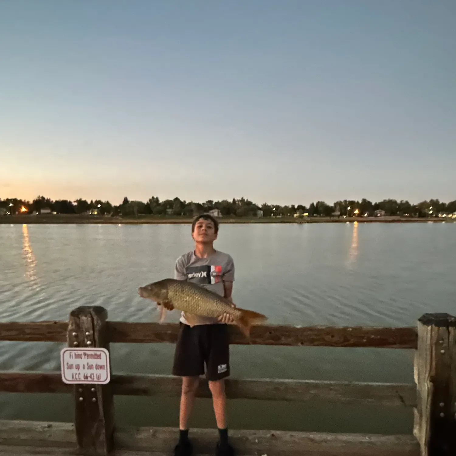 Common carp caught on Fishbrain