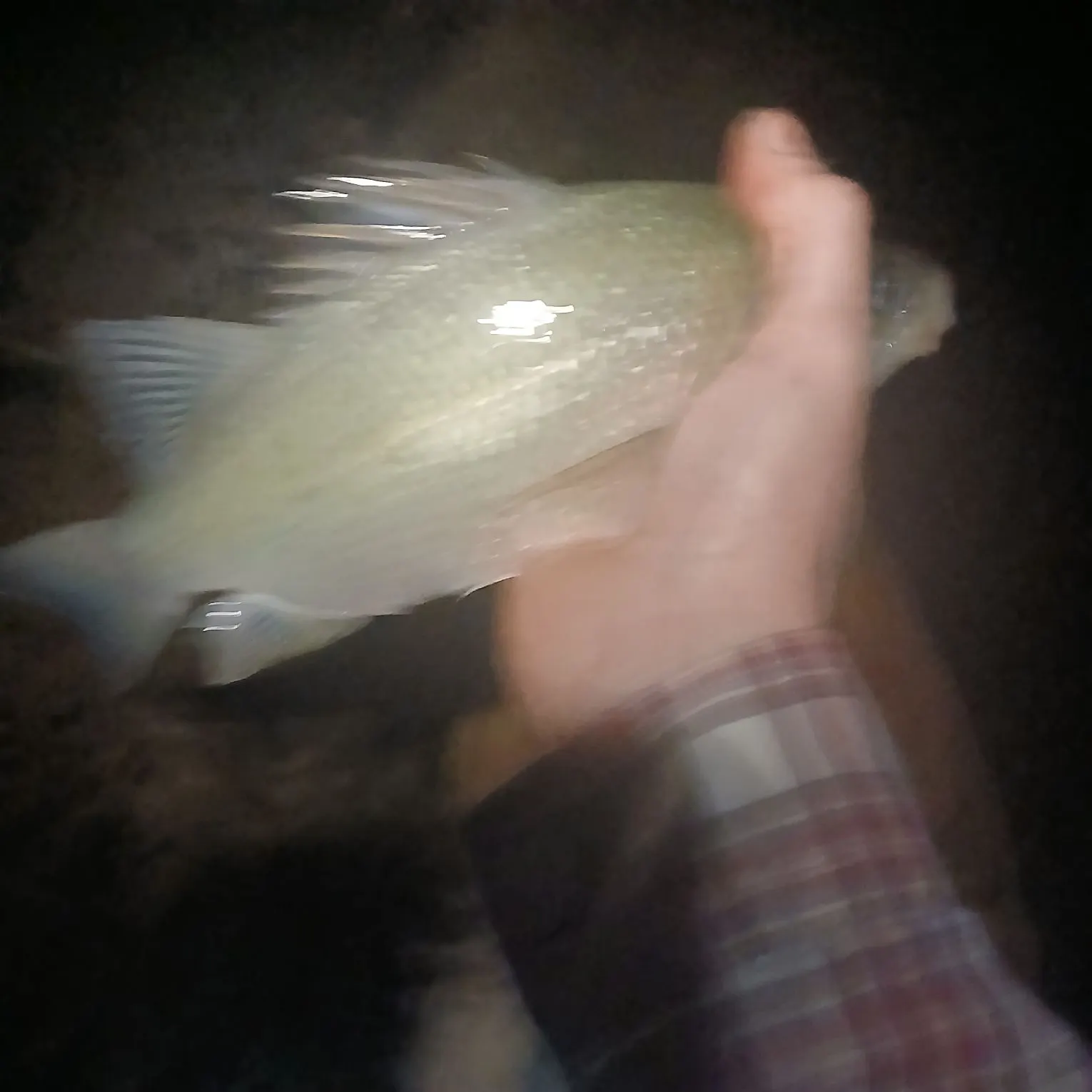 Black crappie caught on Fishbrain