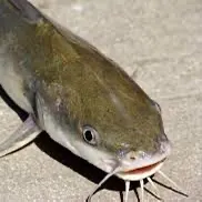 The most recent Hardhead sea catfish catches on Fishbrain