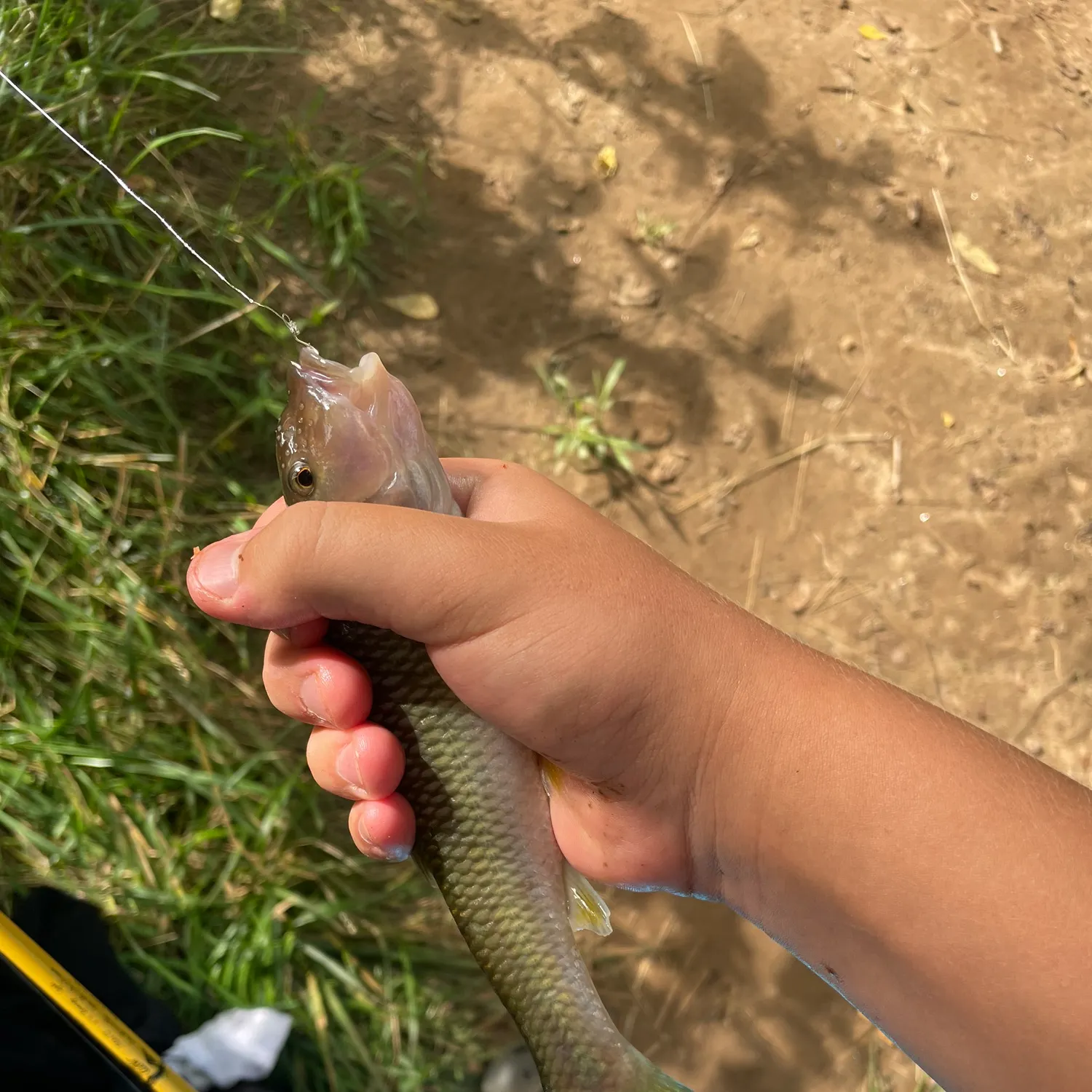 The most recent Hornyhead chub catches on Fishbrain
